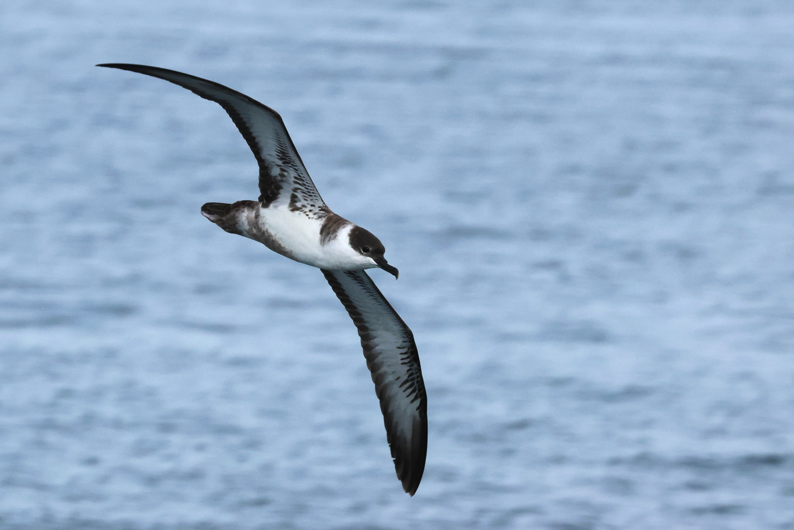 Great Shearwater