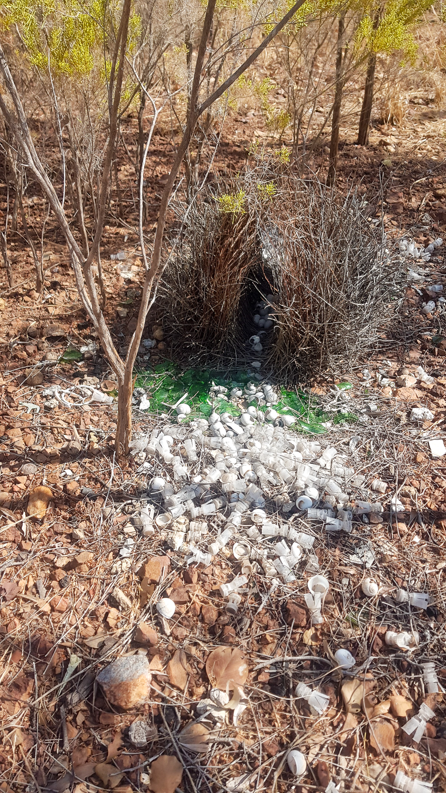 Great Bowerbird's Bower