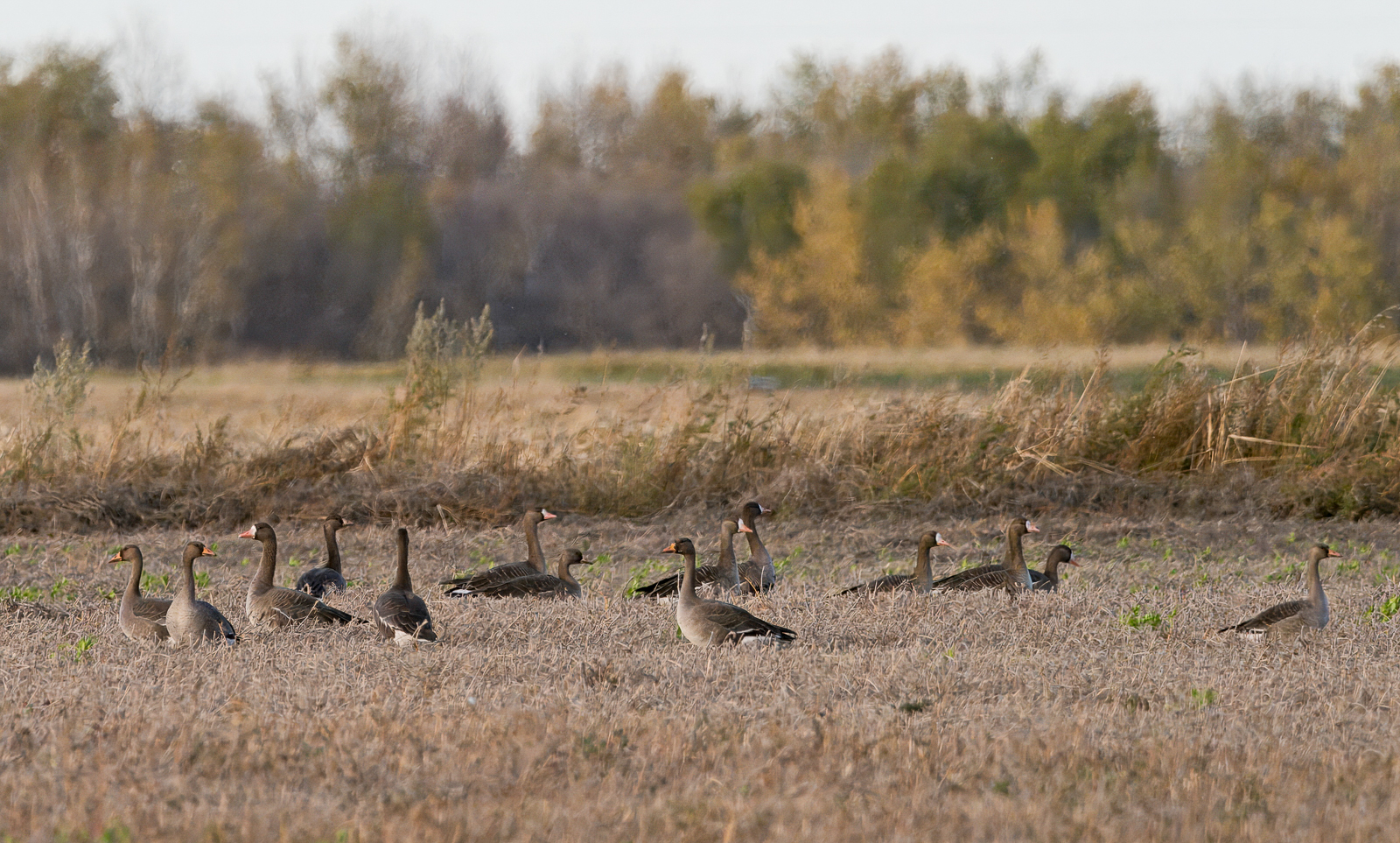 Greater White-fronted Geese