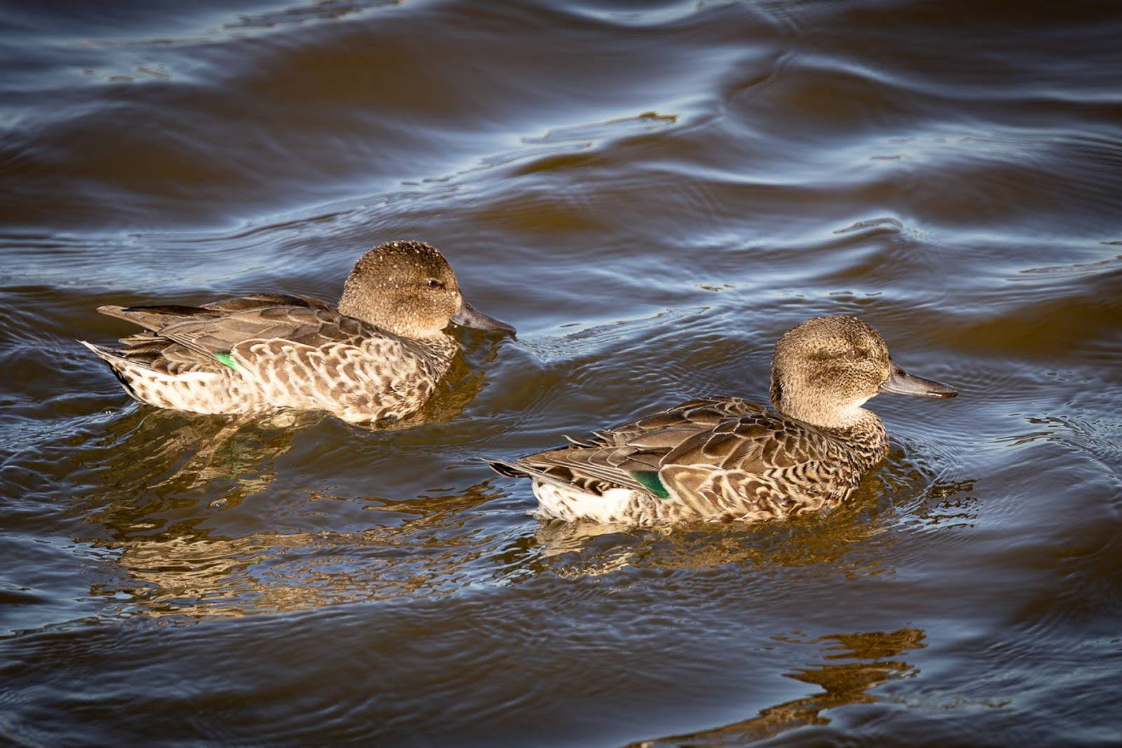 Green-winged Teal