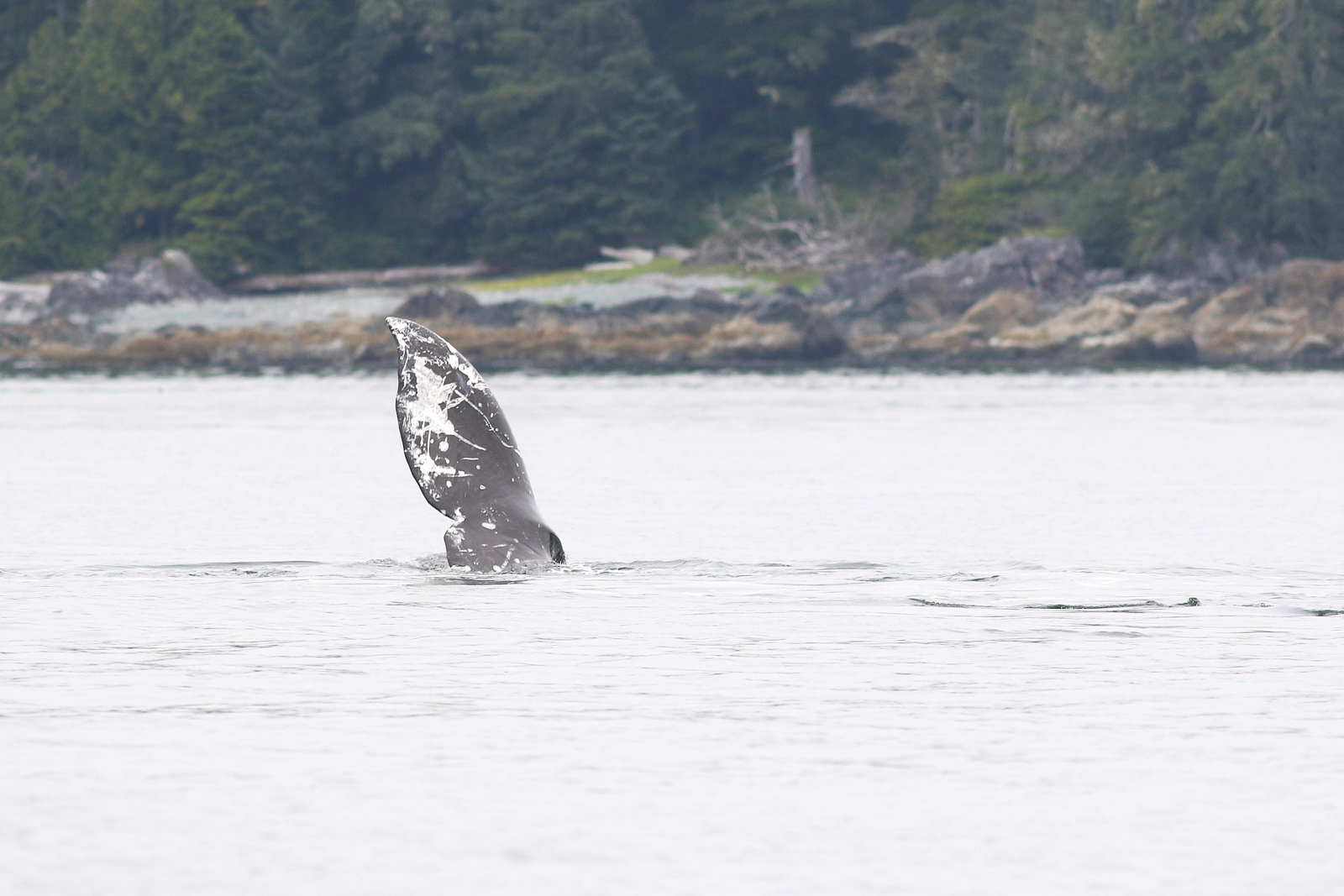 Grey Whale sharking