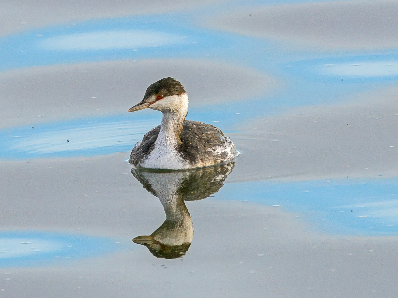 Horned Grebe