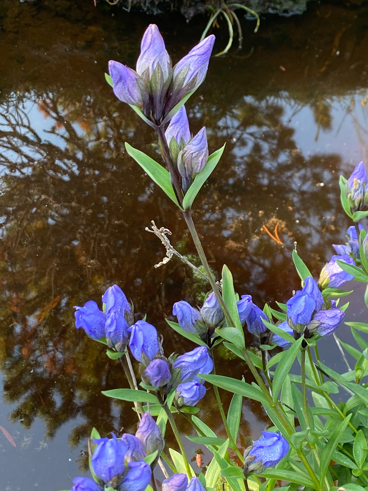 King Scepter Gentian
