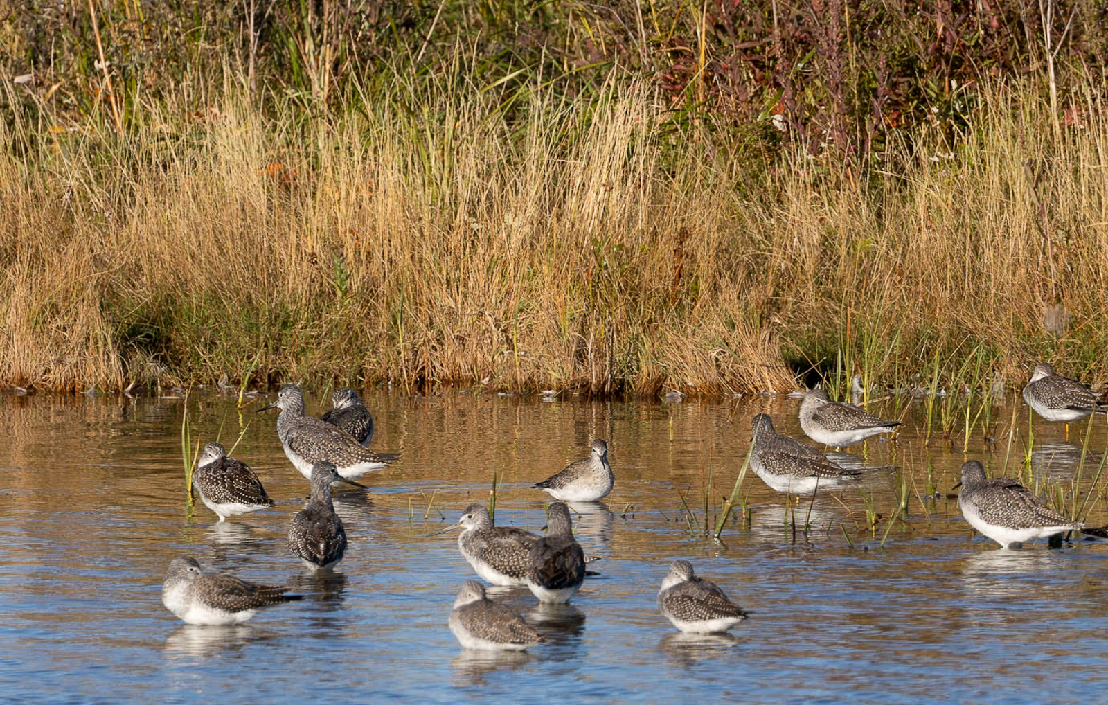 Lesser and Greater Yellowlegs