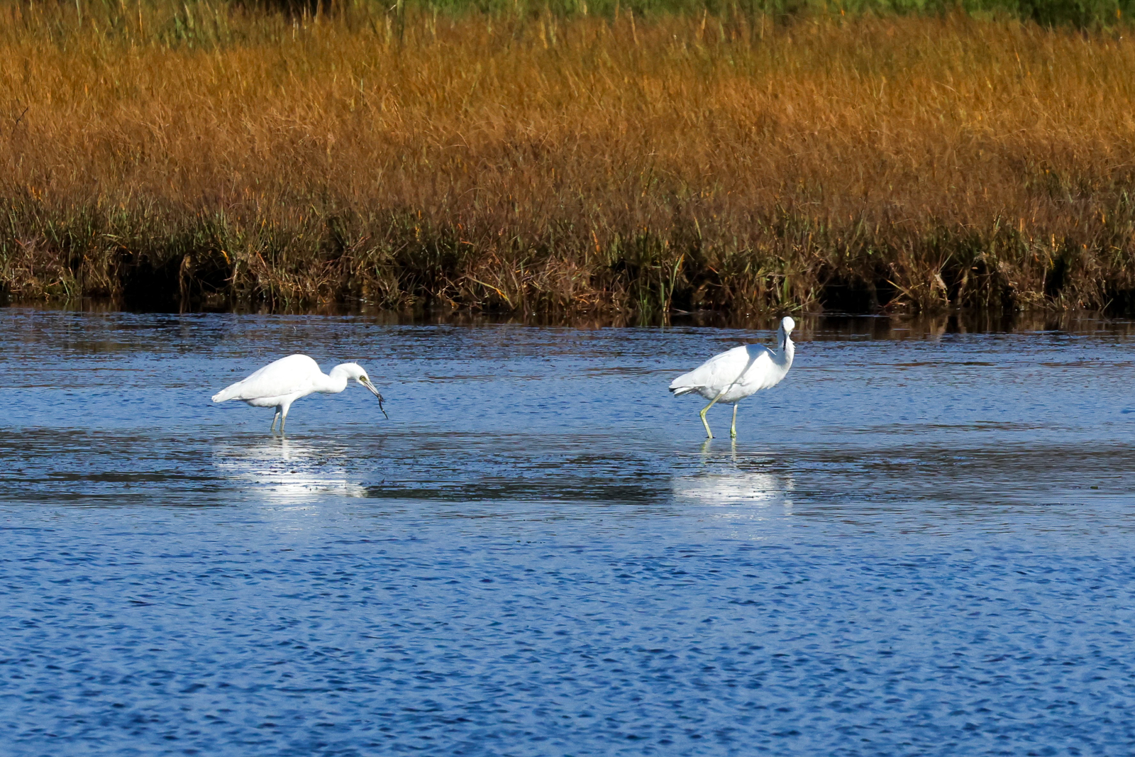 Little Blue Heron