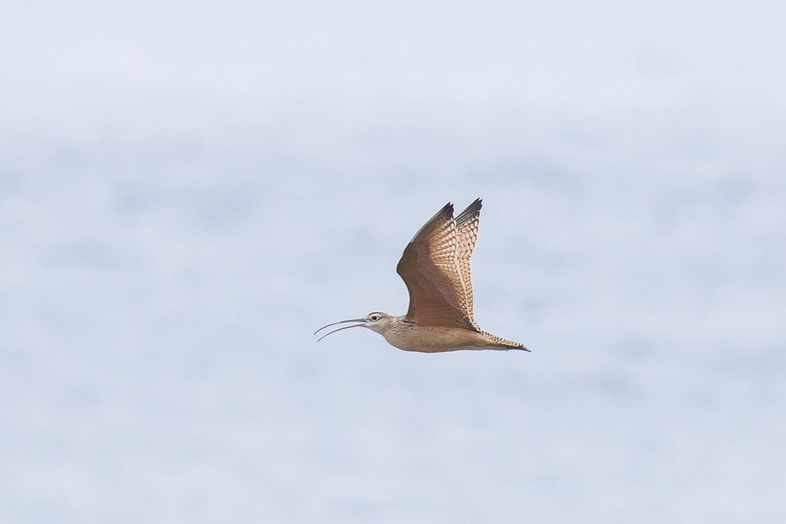 Long-billed Curlew