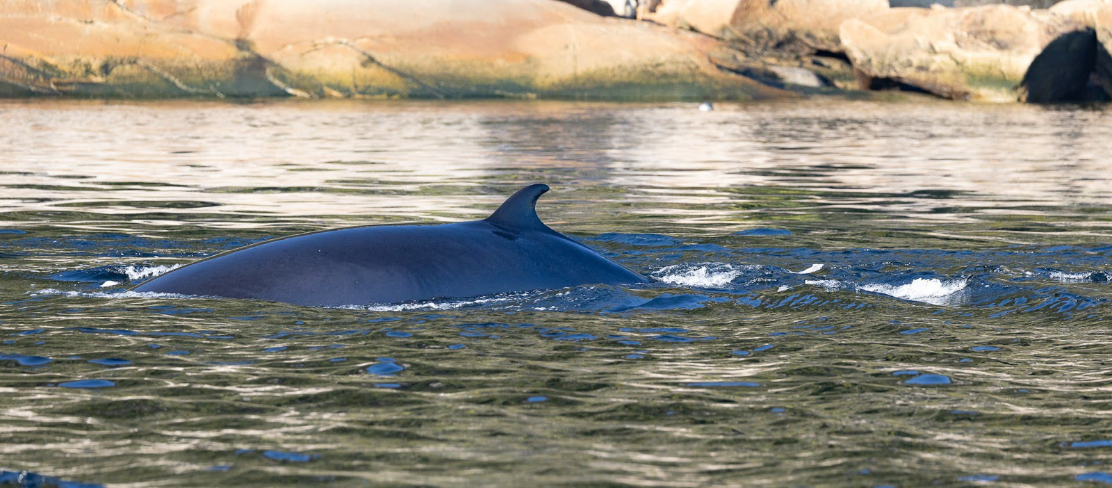 Minke Whale