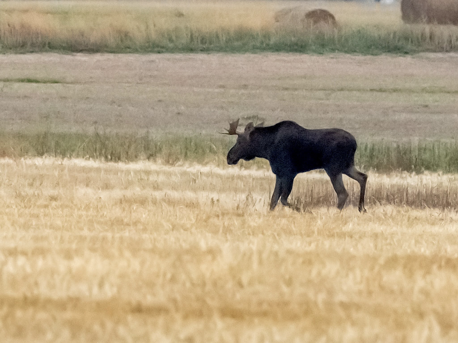 Moose in field