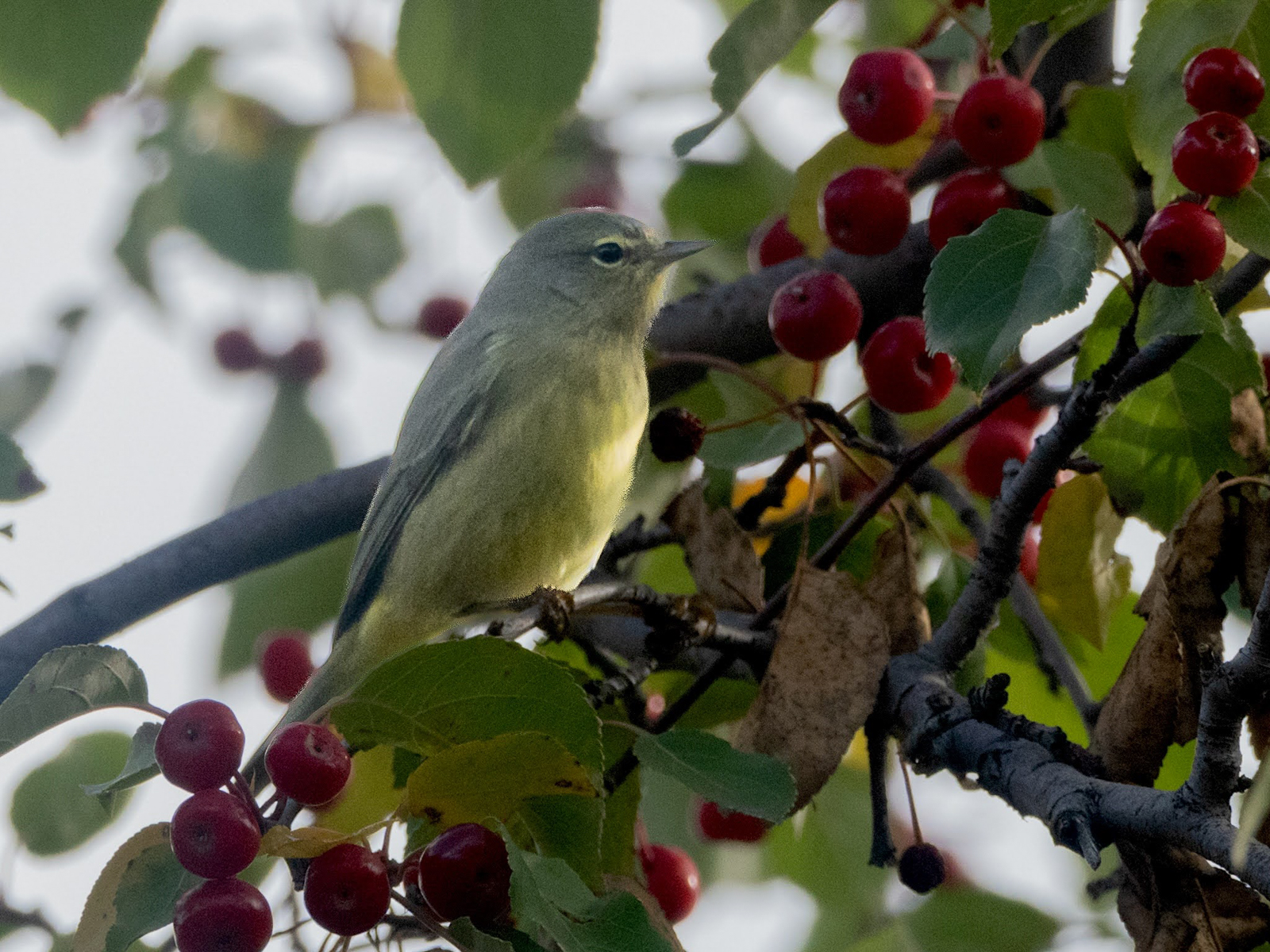 Orange-crowned Warbler