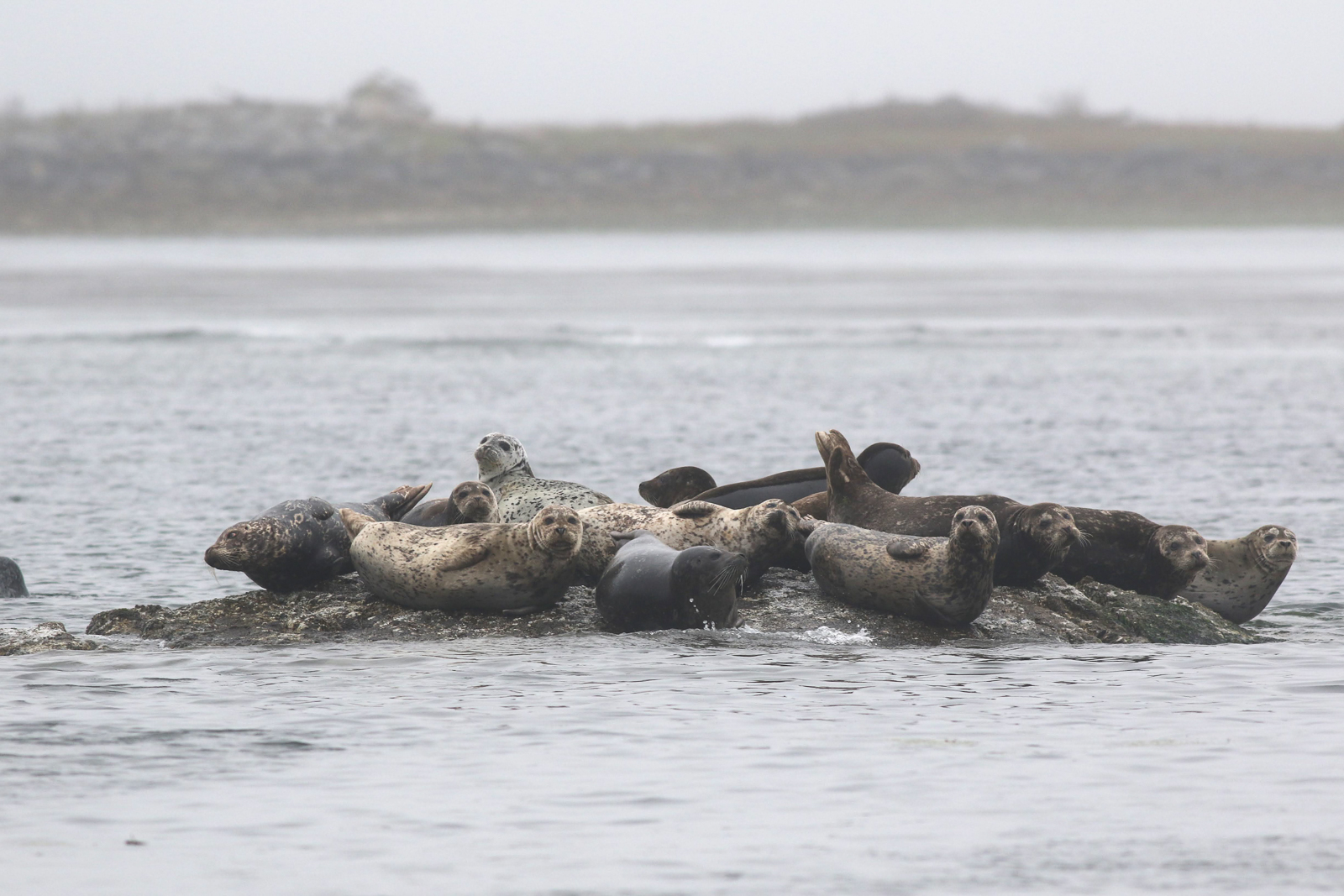 Pacific Harbour Seals