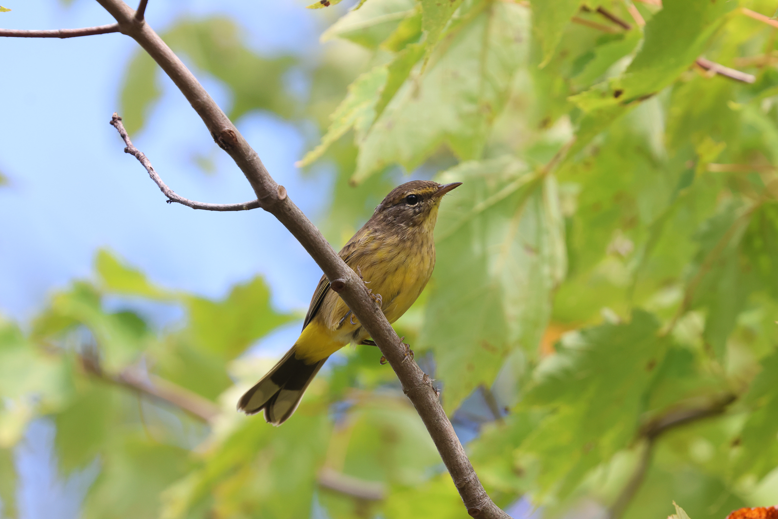 Palm Warbler