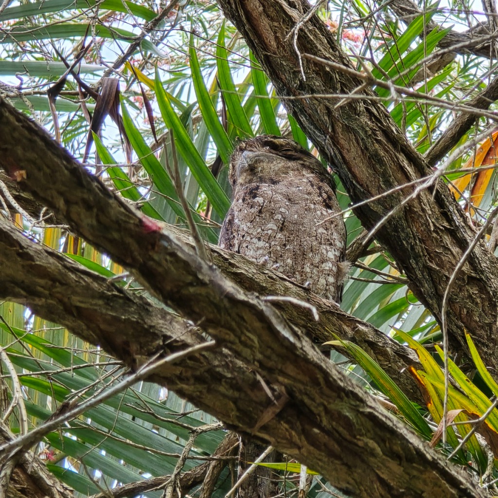 Papuan Frogmouth