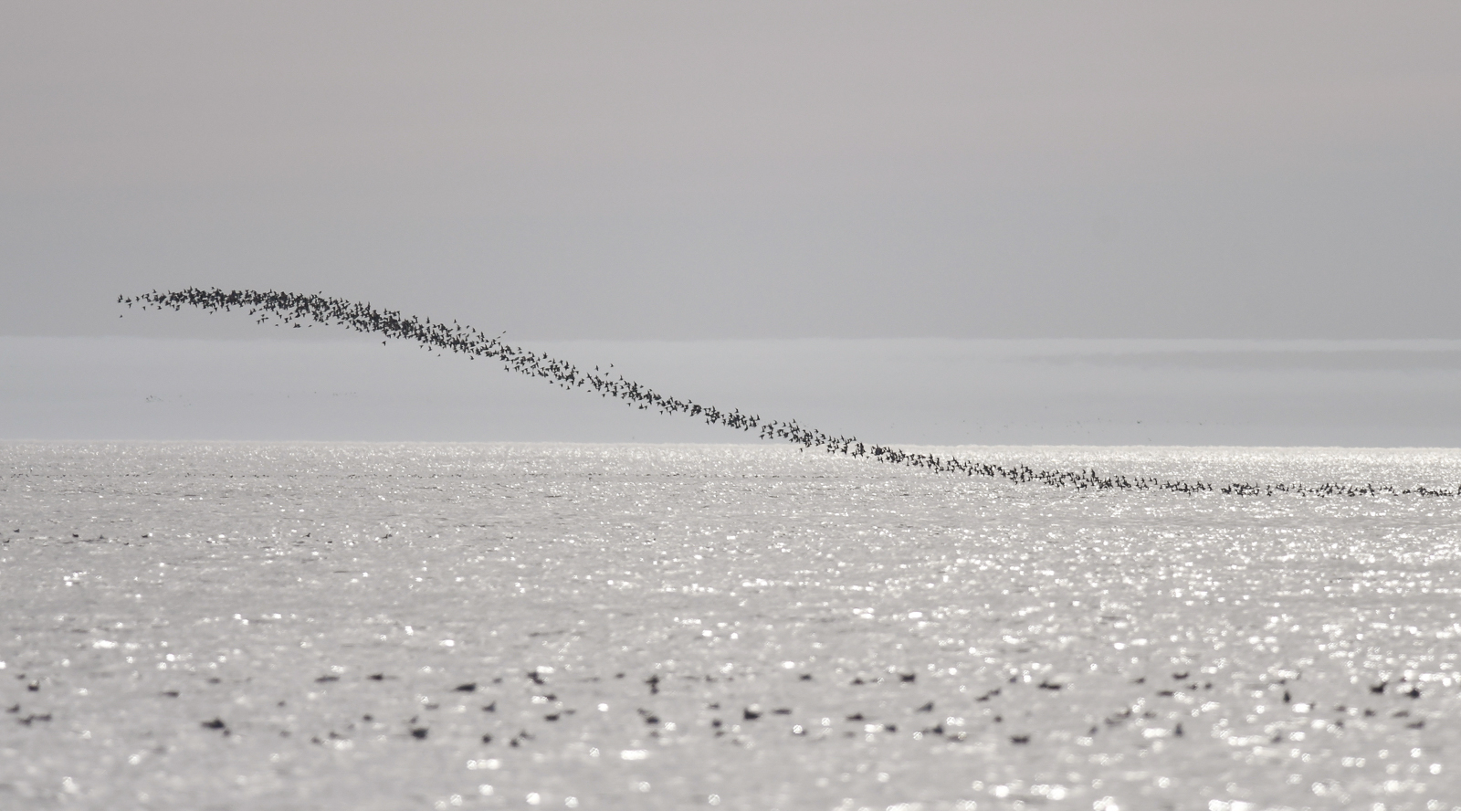Phalaropes on the horizon