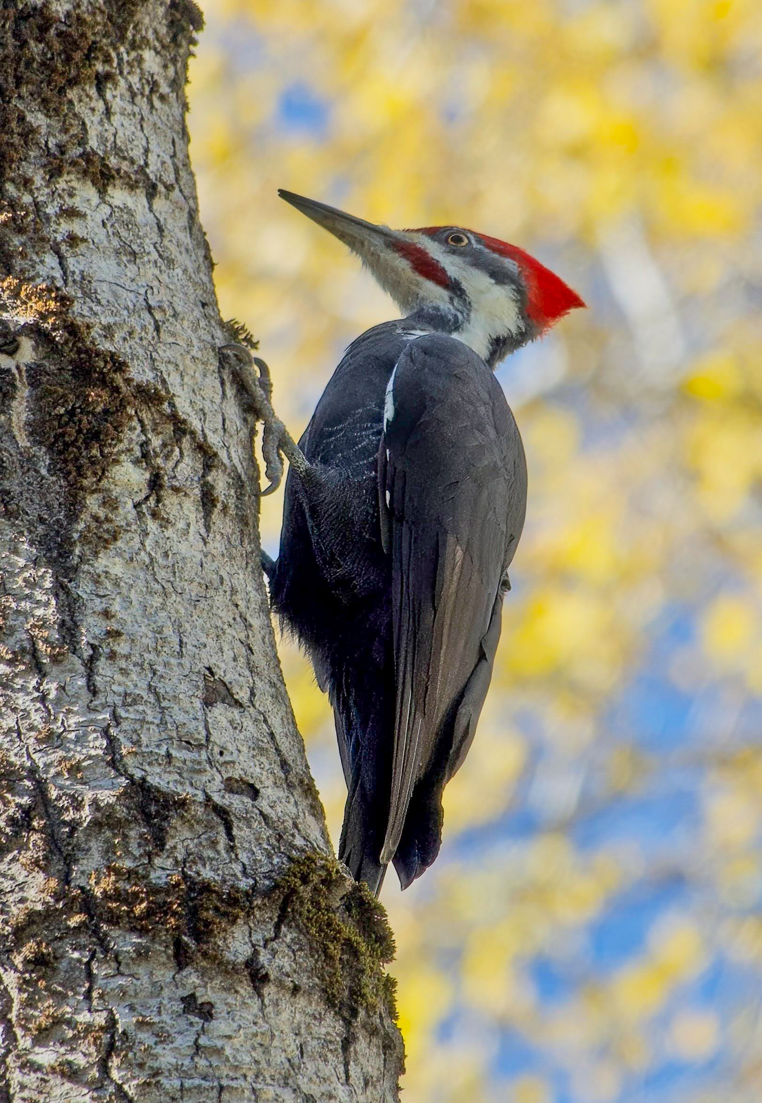 Pileated Woodpecker