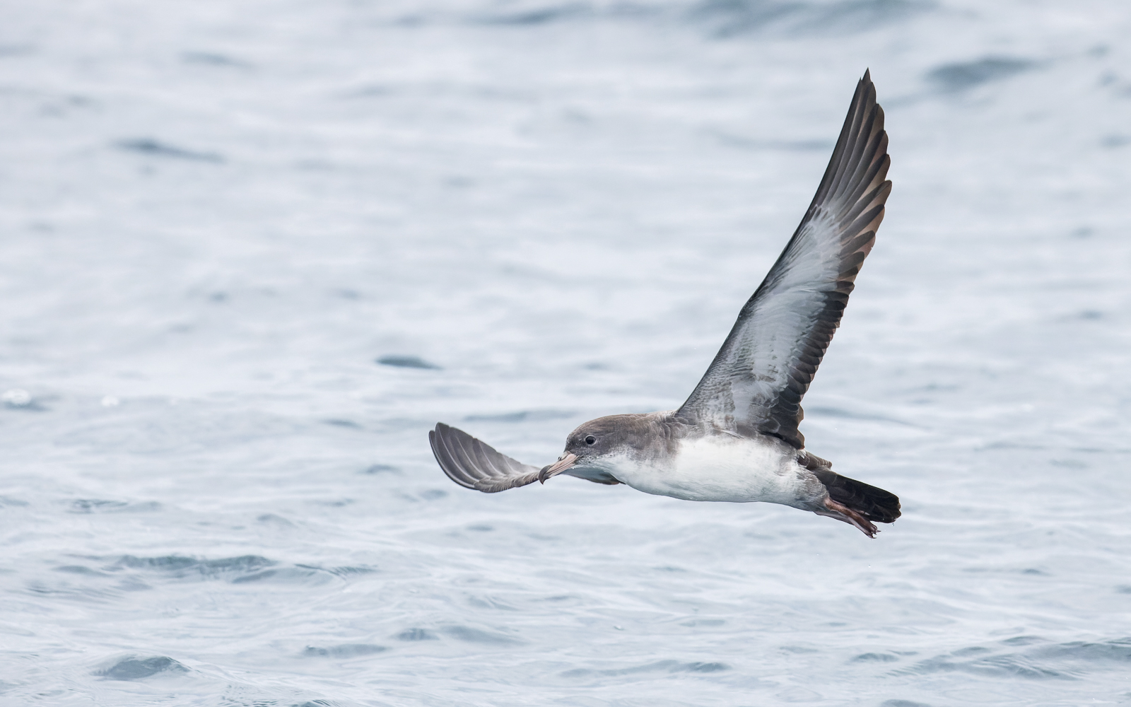 Pink-footed Shearwater
