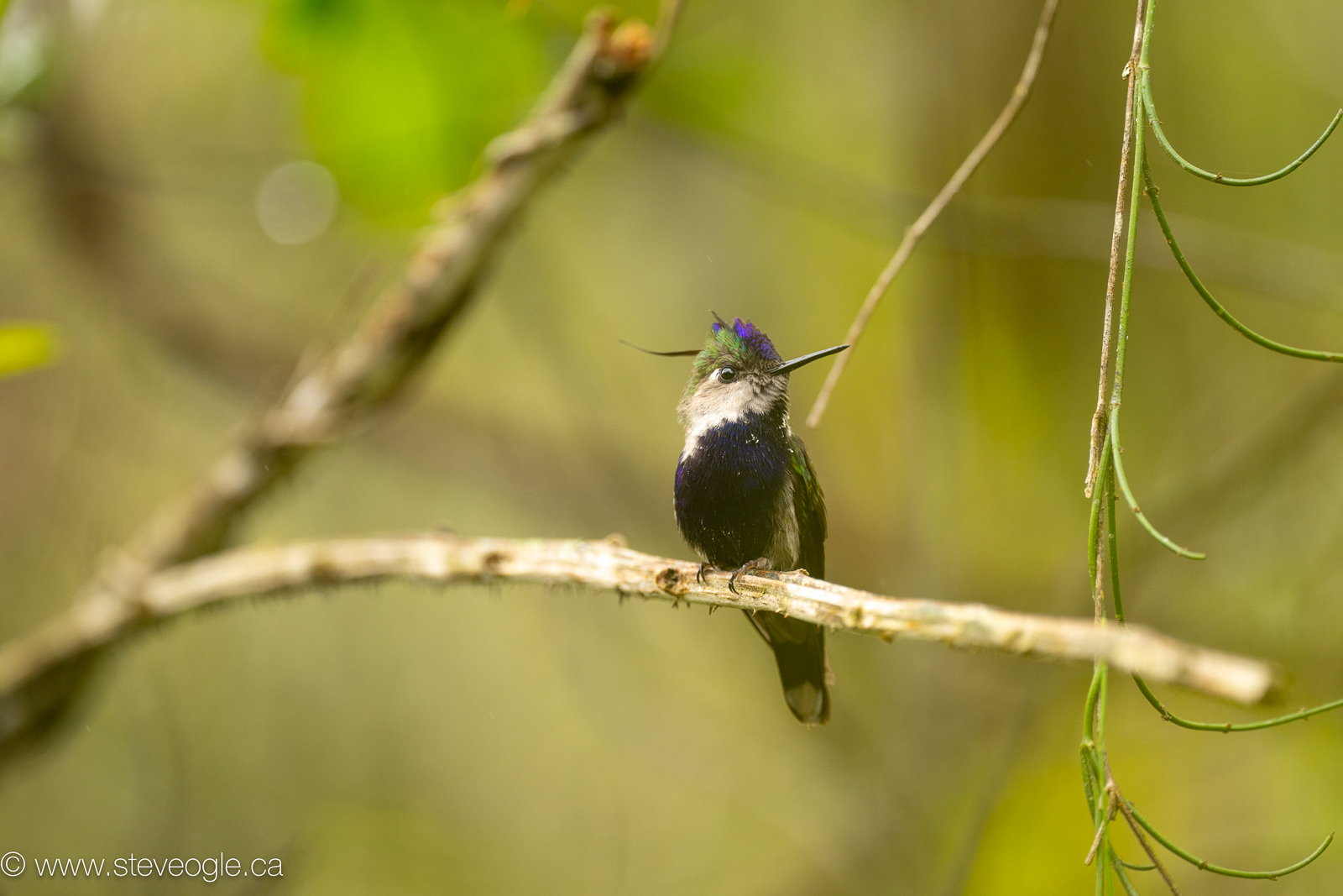 Purple-crowned Plovercrest