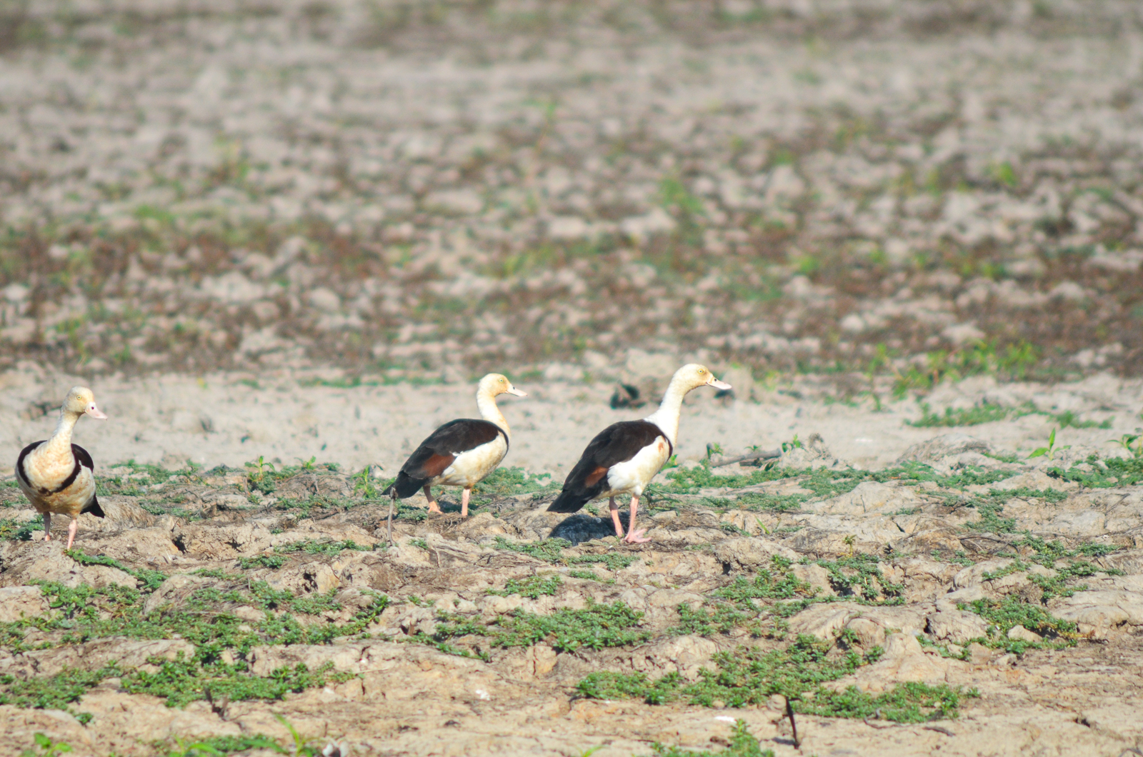 Radjah Shelduck