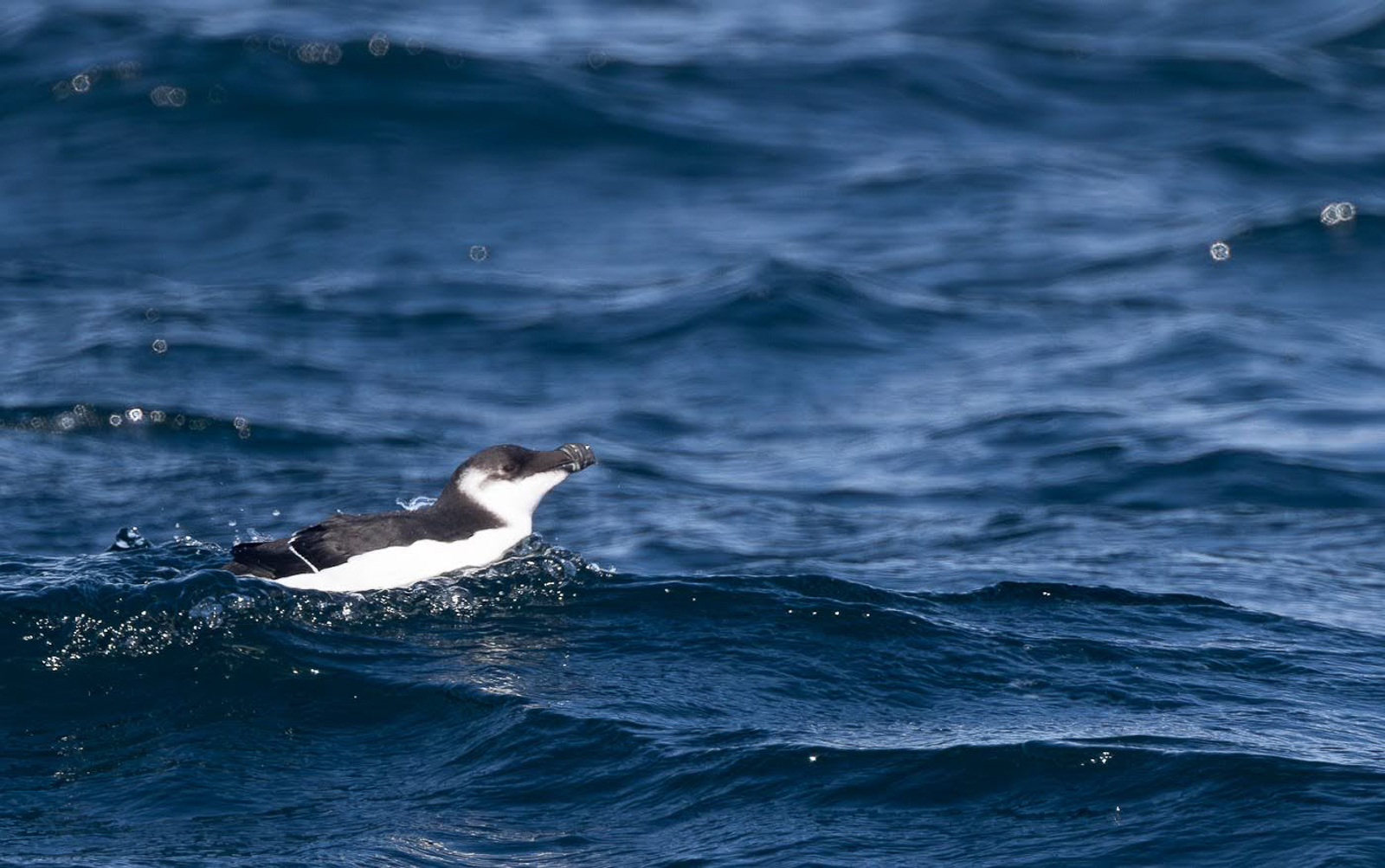 Razorbill