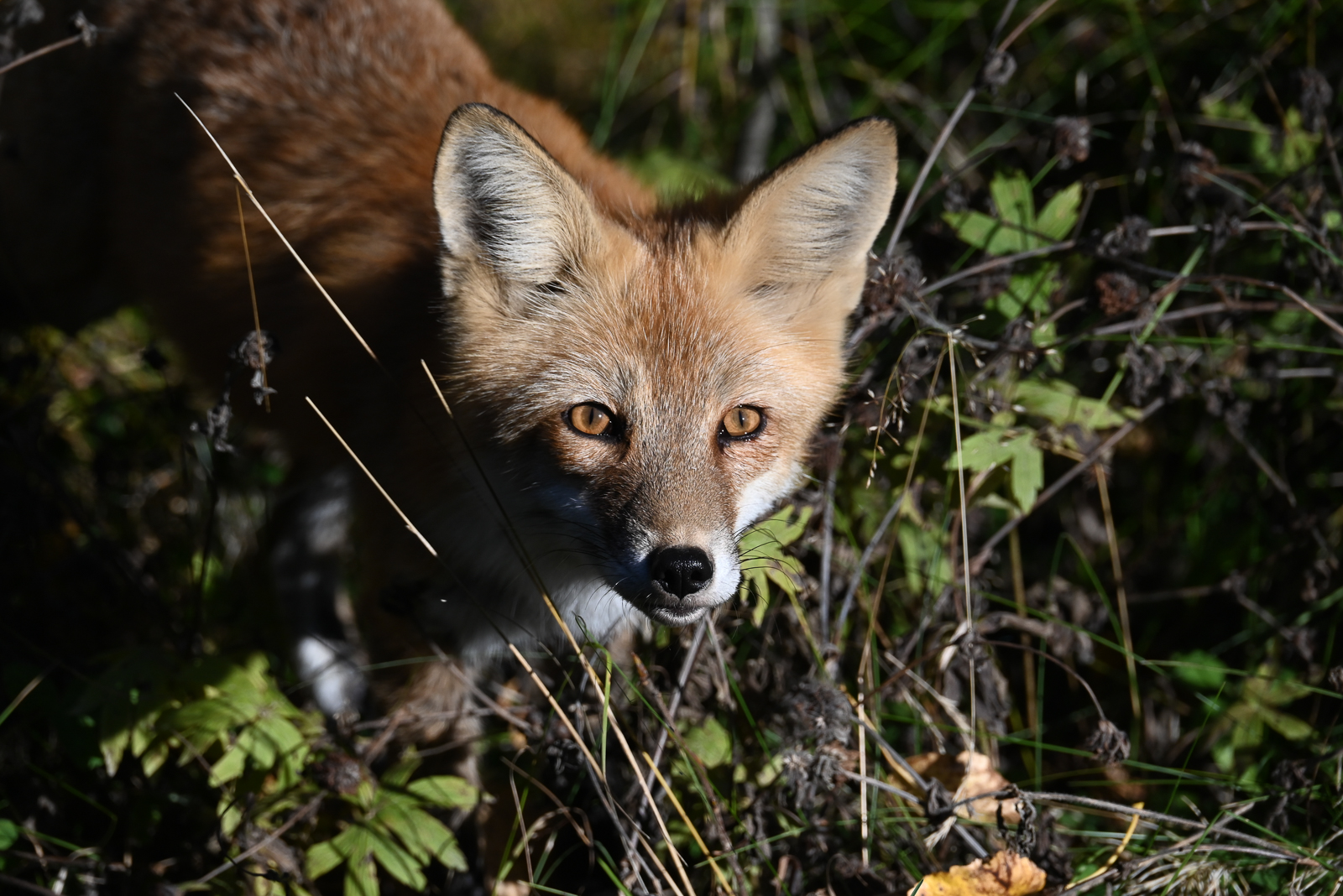 Red Fox