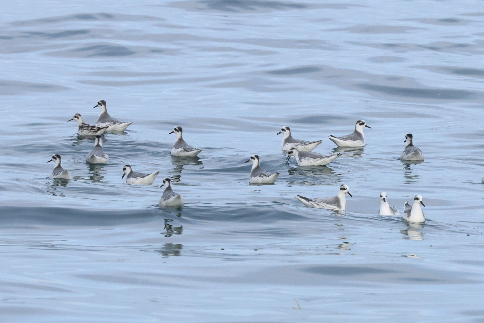 Red and Red-necked Phalaropes