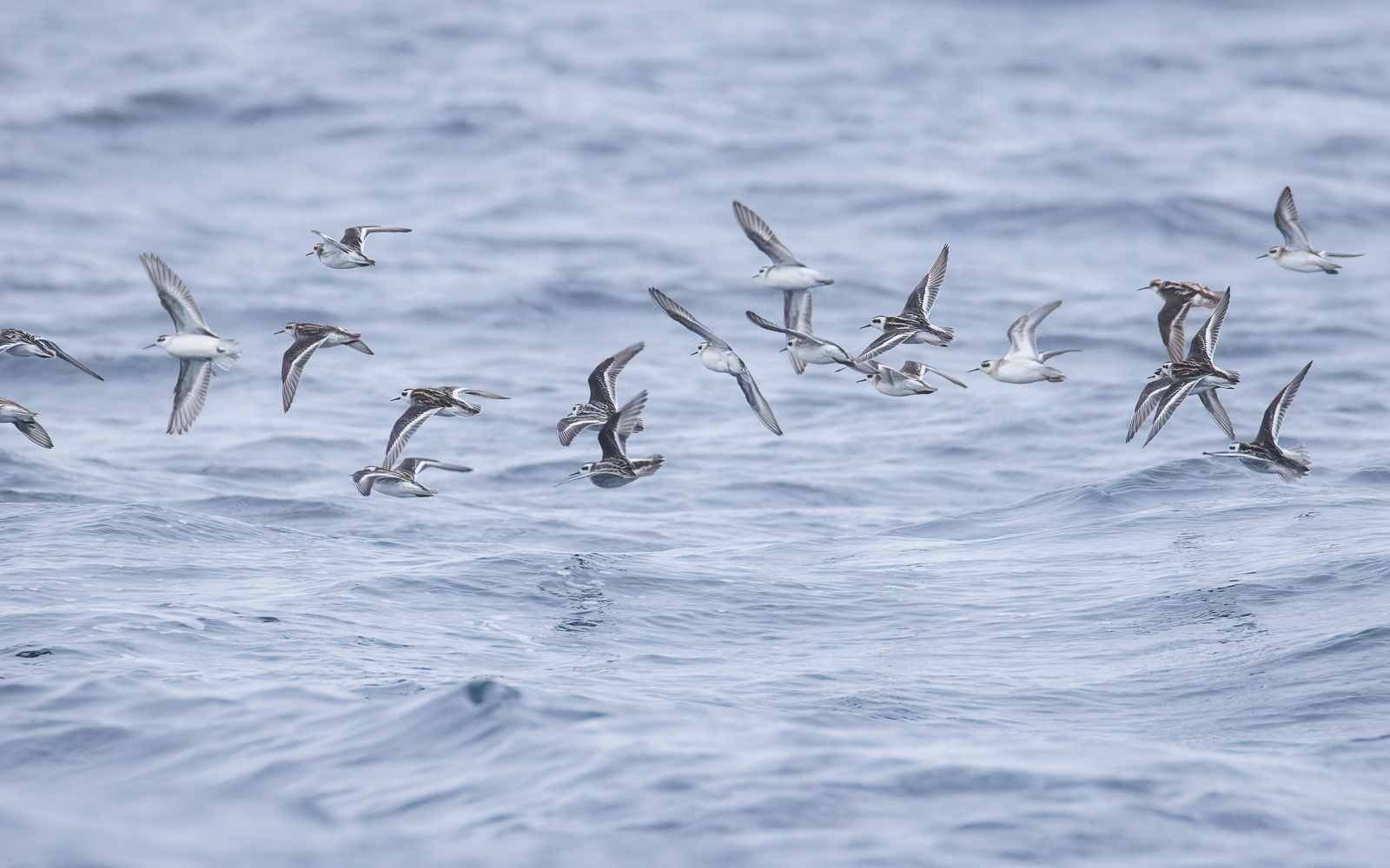 Red-necked Phalarope
