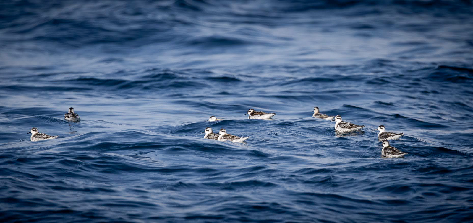 Red-necked Phalaropes
