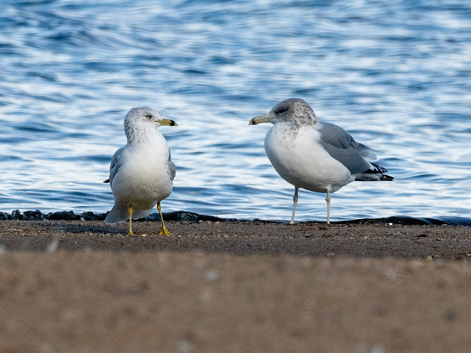 Ring-billed and California Gull