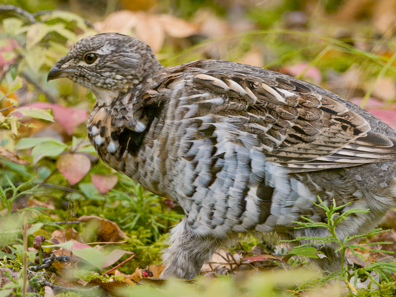 Ruffed Grouse