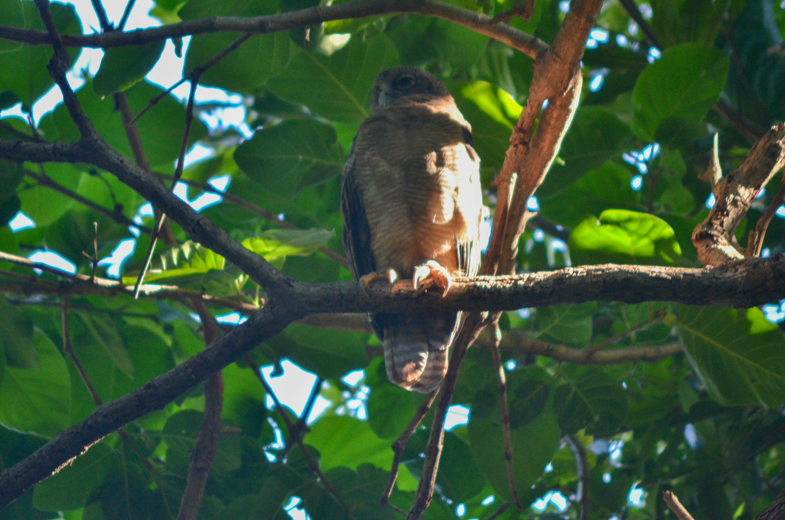 Rufous Owl