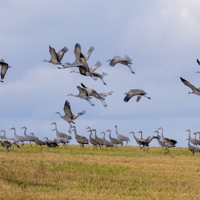 Sandhill Cranes