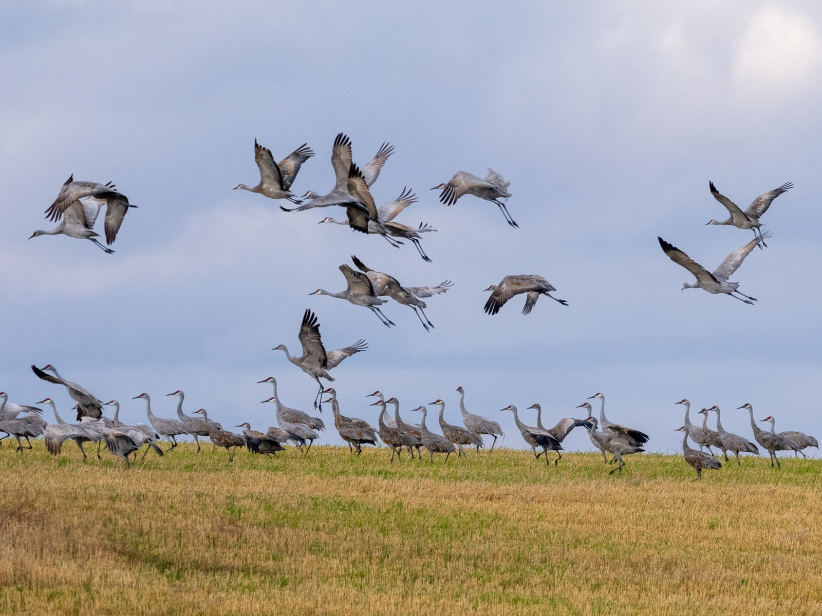 Sandhill Cranes