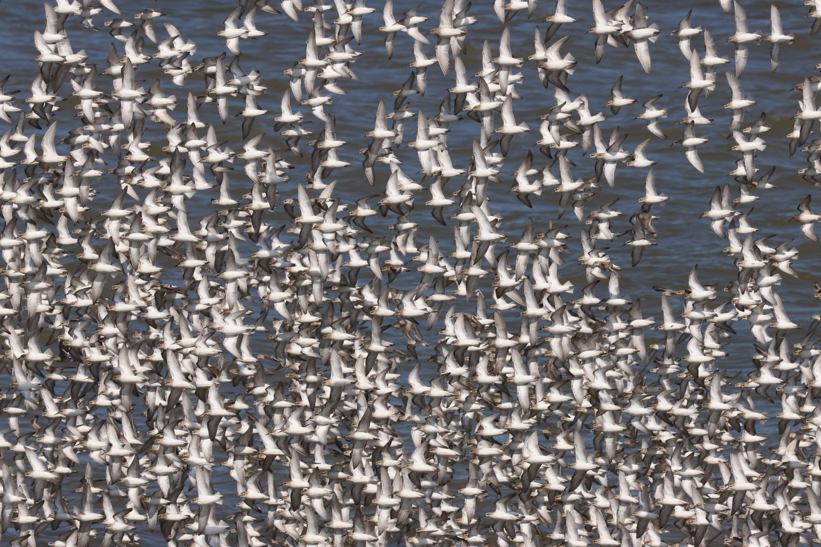 Semipalmated Sandpipers in flight