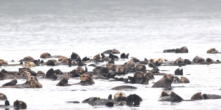 British Columbia Coast & Pelagic (Sep 5 - 10, 2024)