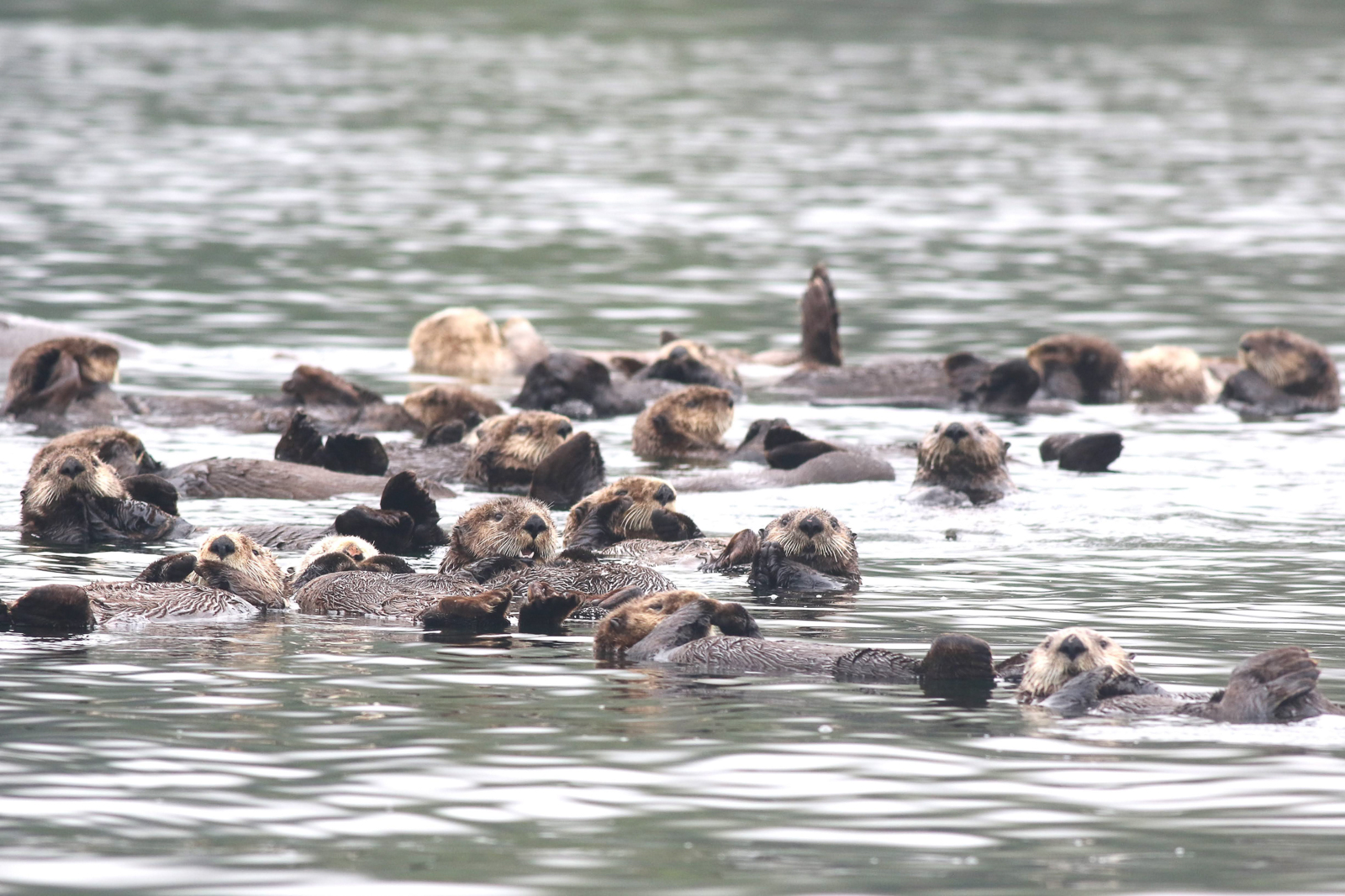 Sea Otter raft