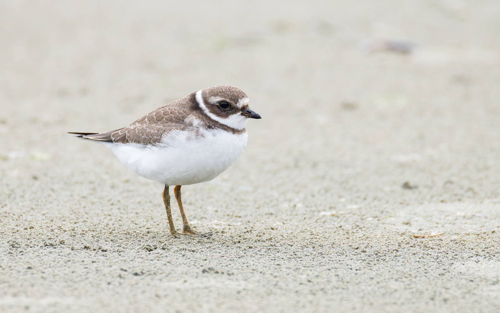 Semipalmated Plover
