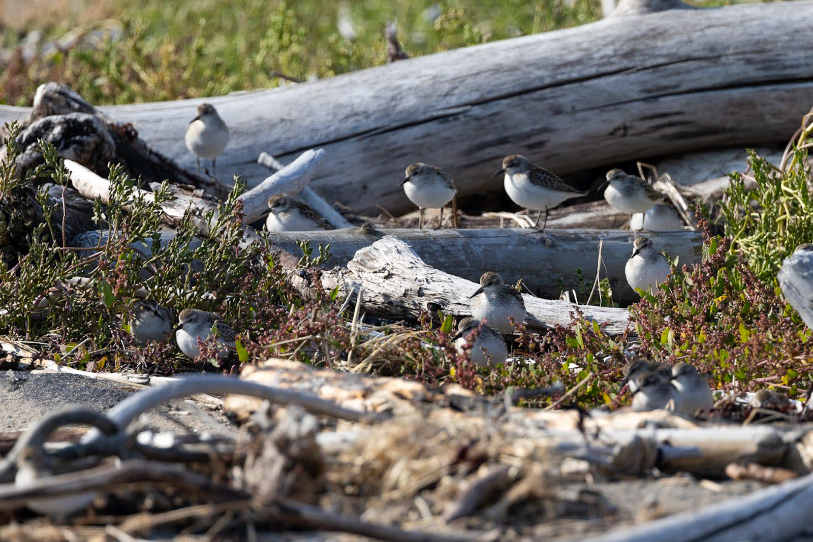 Semipalmated Sandpipers