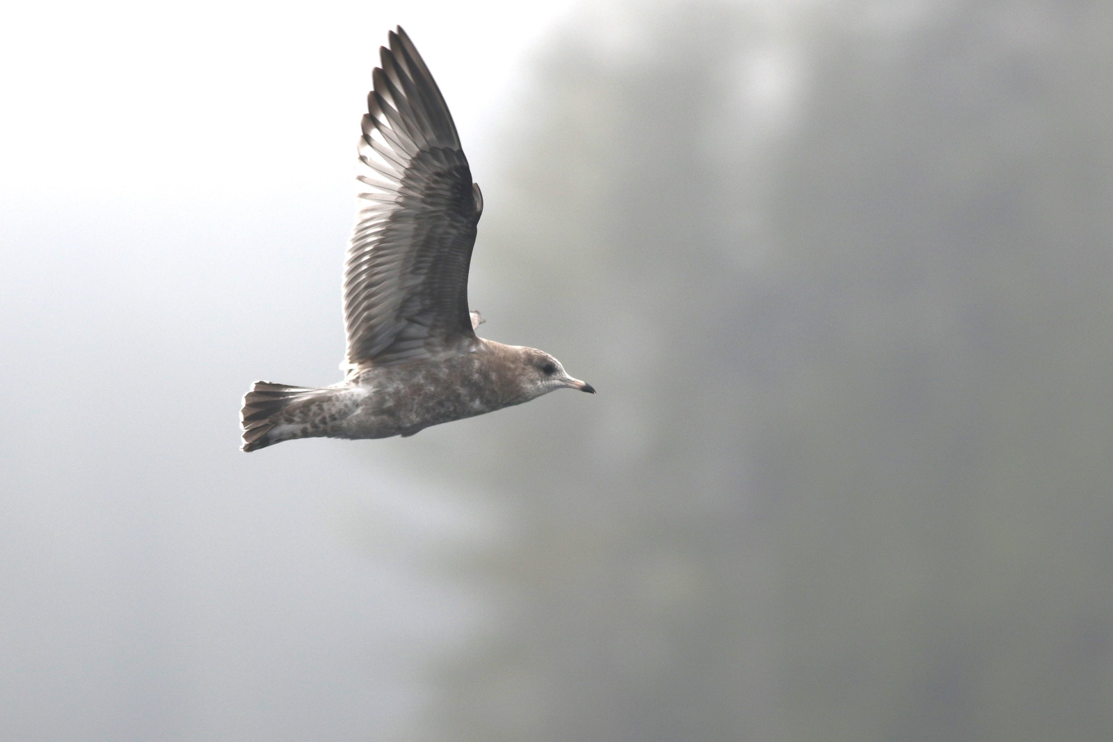 Short-billed Gull