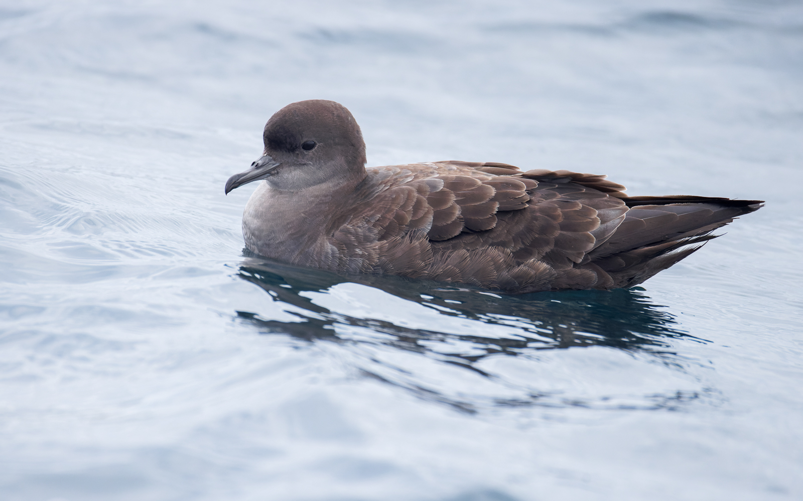 Short-tailed Shearwater