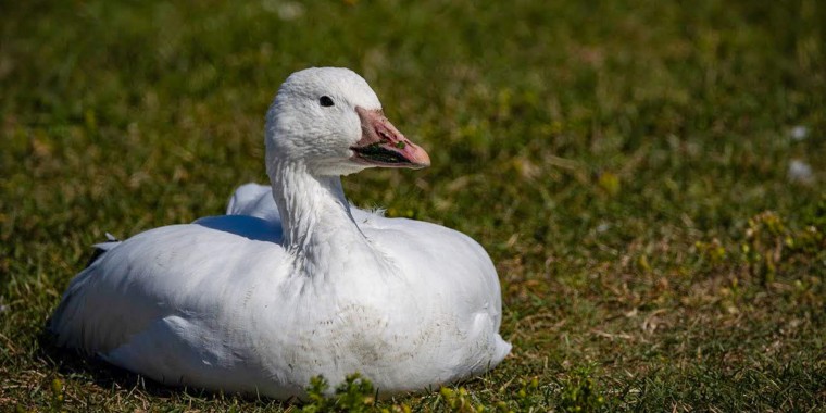Quebec in Fall Trip Report (Sep 13 - 22, 2024)
