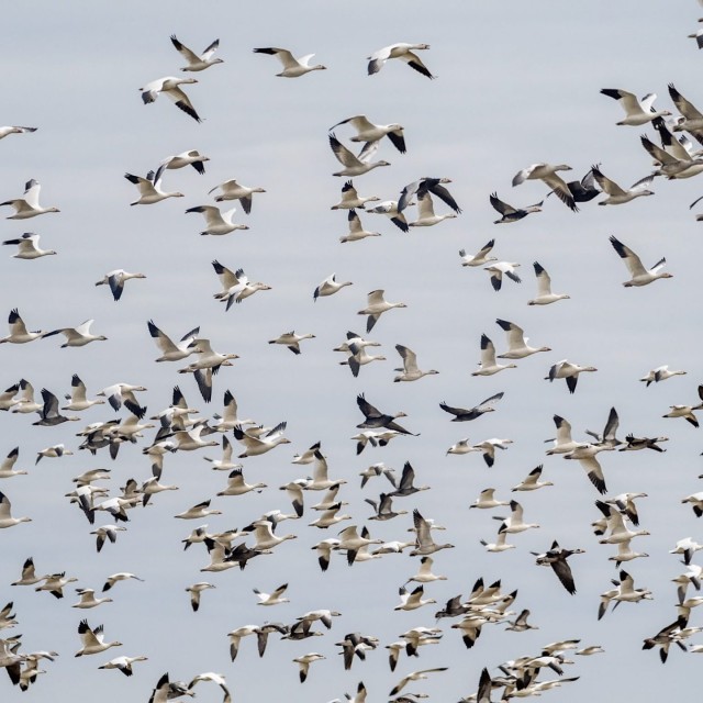 Snow and Ross's Geese