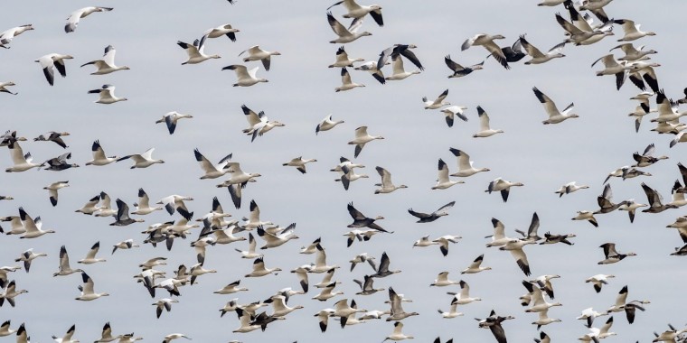 Saskatchewan Whooping Cranes Trip Report (Sep 30-Oct 4, 2024)