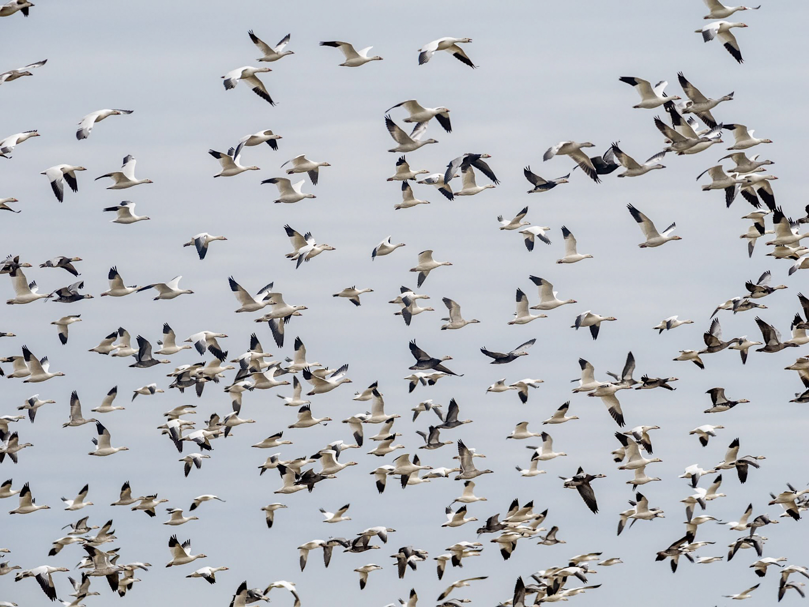 Snow and Ross's Geese in Saskatchewan