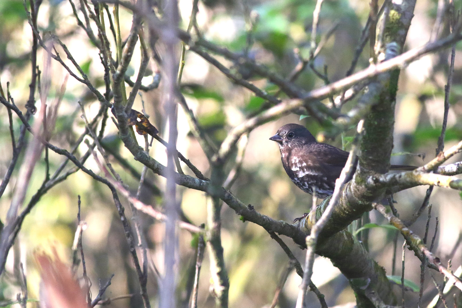 Sooty form of Fox Sparrow