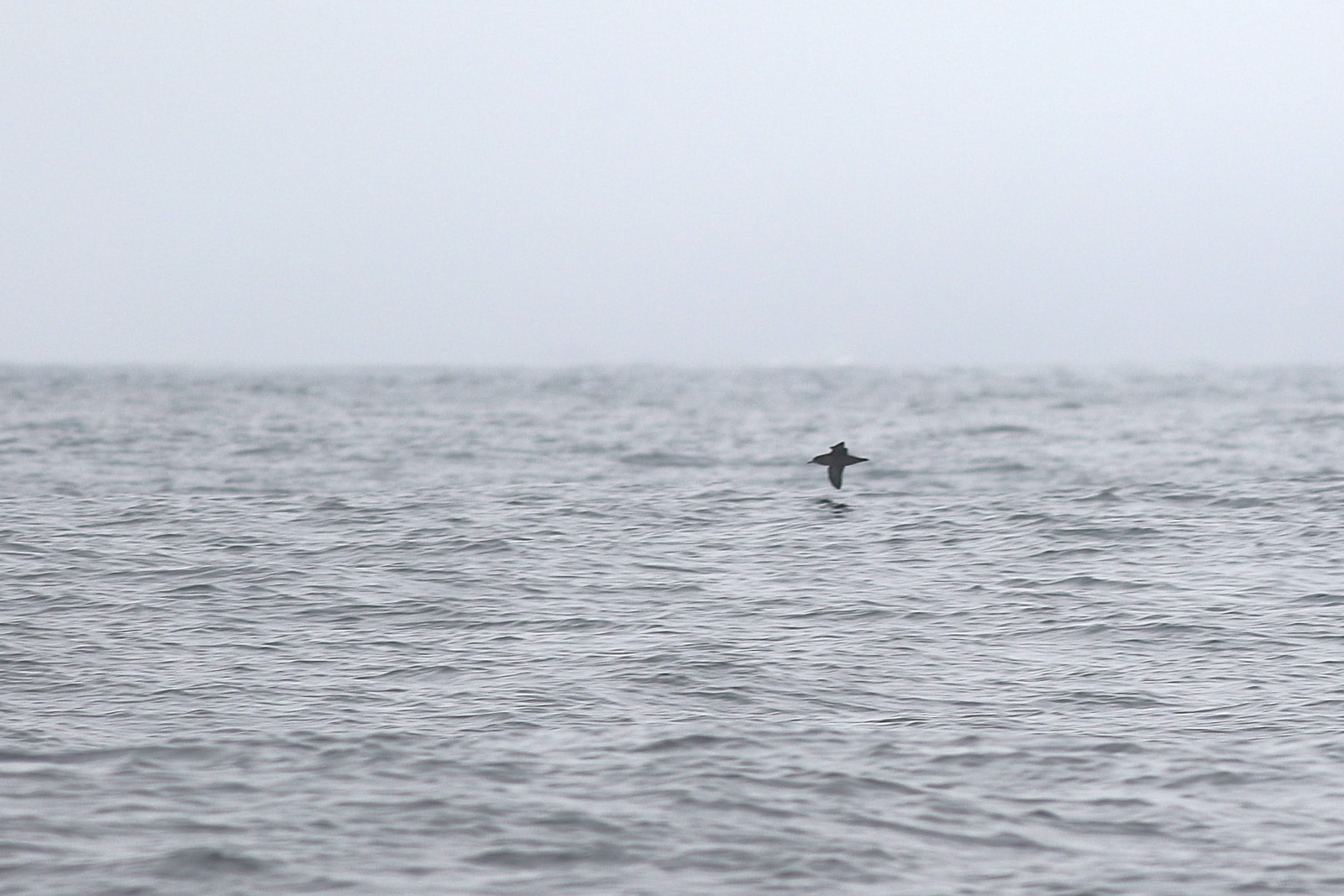 Sooty Shearwater
