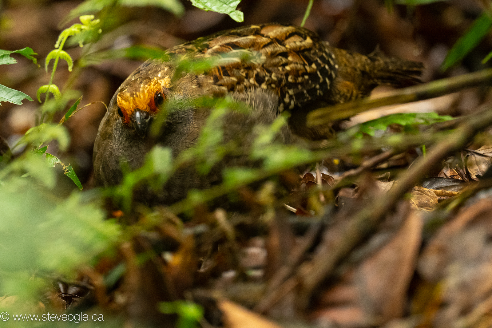 Spot-winged Wood Quail