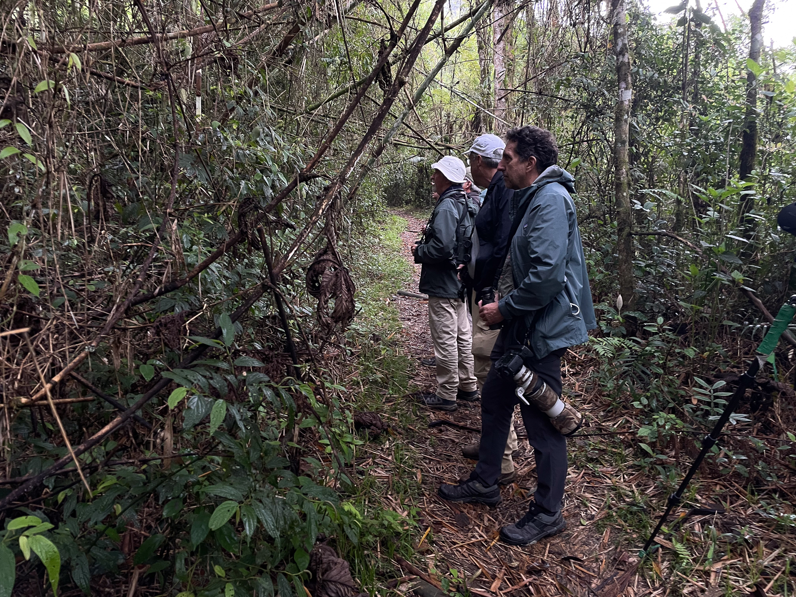Wall of bamboo in Brazil