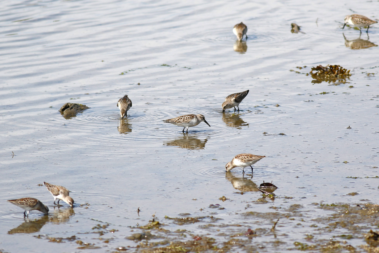 Western Sandpipers
