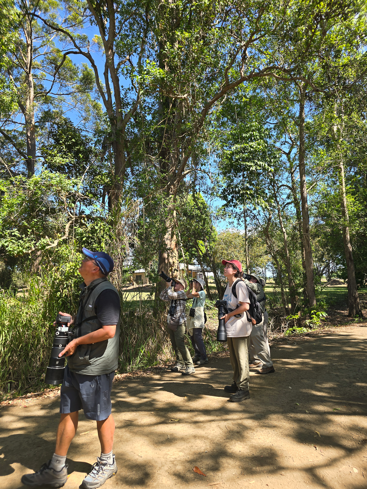 Birding in wetlands Australia