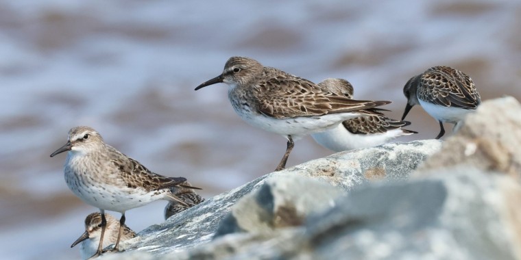 Nova Scotia Trip Report: Sep 3 - 12, 2024