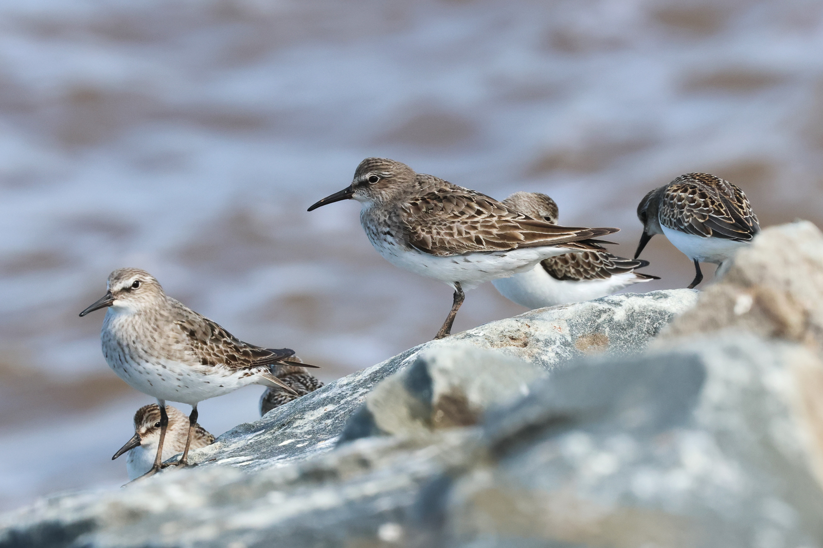 White-rumped Sandpipers